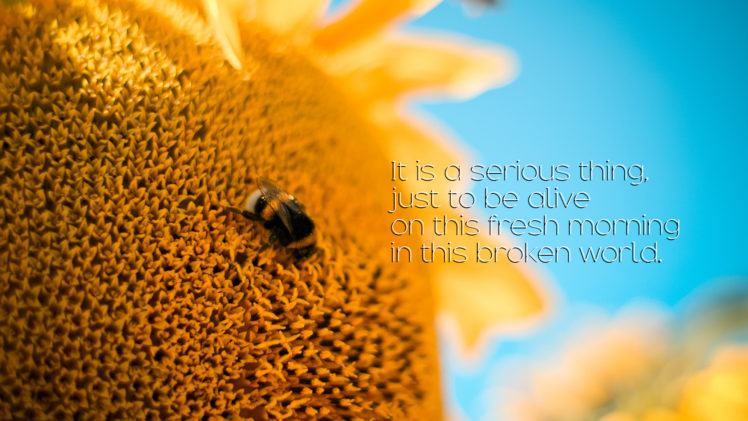 bee, Macro, Flower, Alive HD Wallpaper Desktop Background