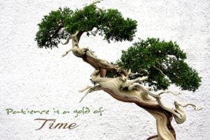 trees, Gold, Patience, Time