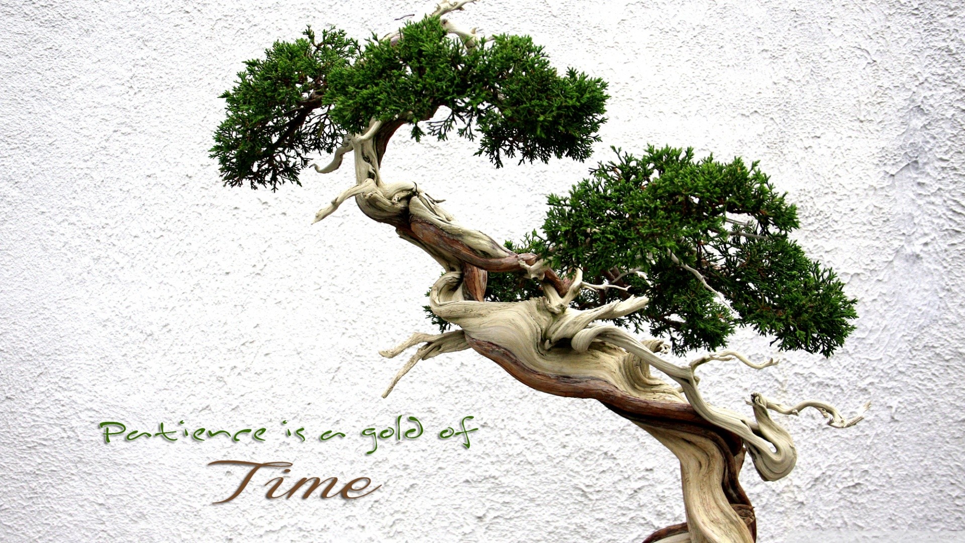 trees, Gold, Patience, Time Wallpaper