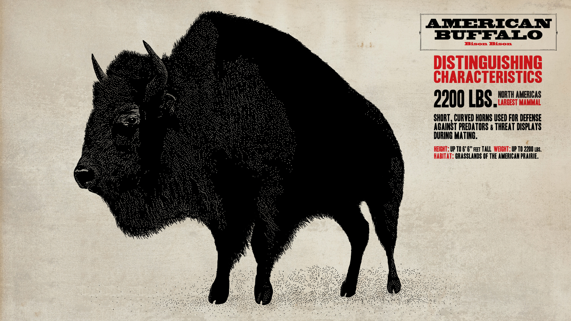 buffalo, Red, Dead, Redemption Wallpaper