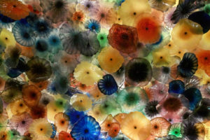 jellyfish, Underwater, Ocean, Sea, Bokeh, Jelly,  65