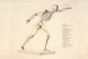 anatomy, Skeletons