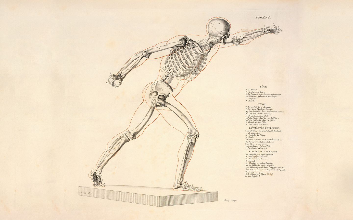 anatomy, Skeletons Wallpaper