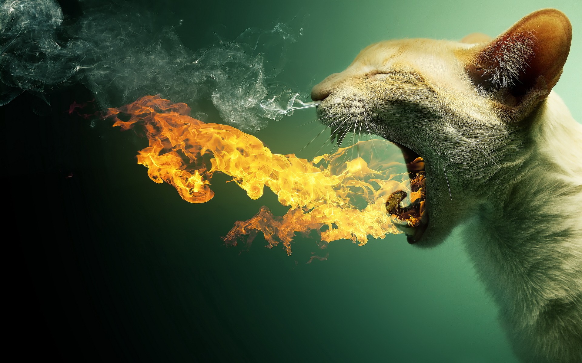 cats, Animals, Fire, Smoke, Funny, Deviantart, Flaming, Photo, Manipulation Wallpaper
