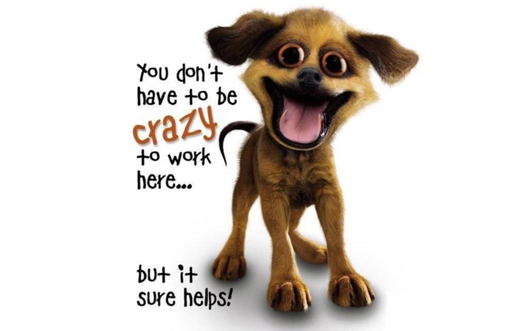 dogs, Crazy, Slogan HD Wallpaper Desktop Background