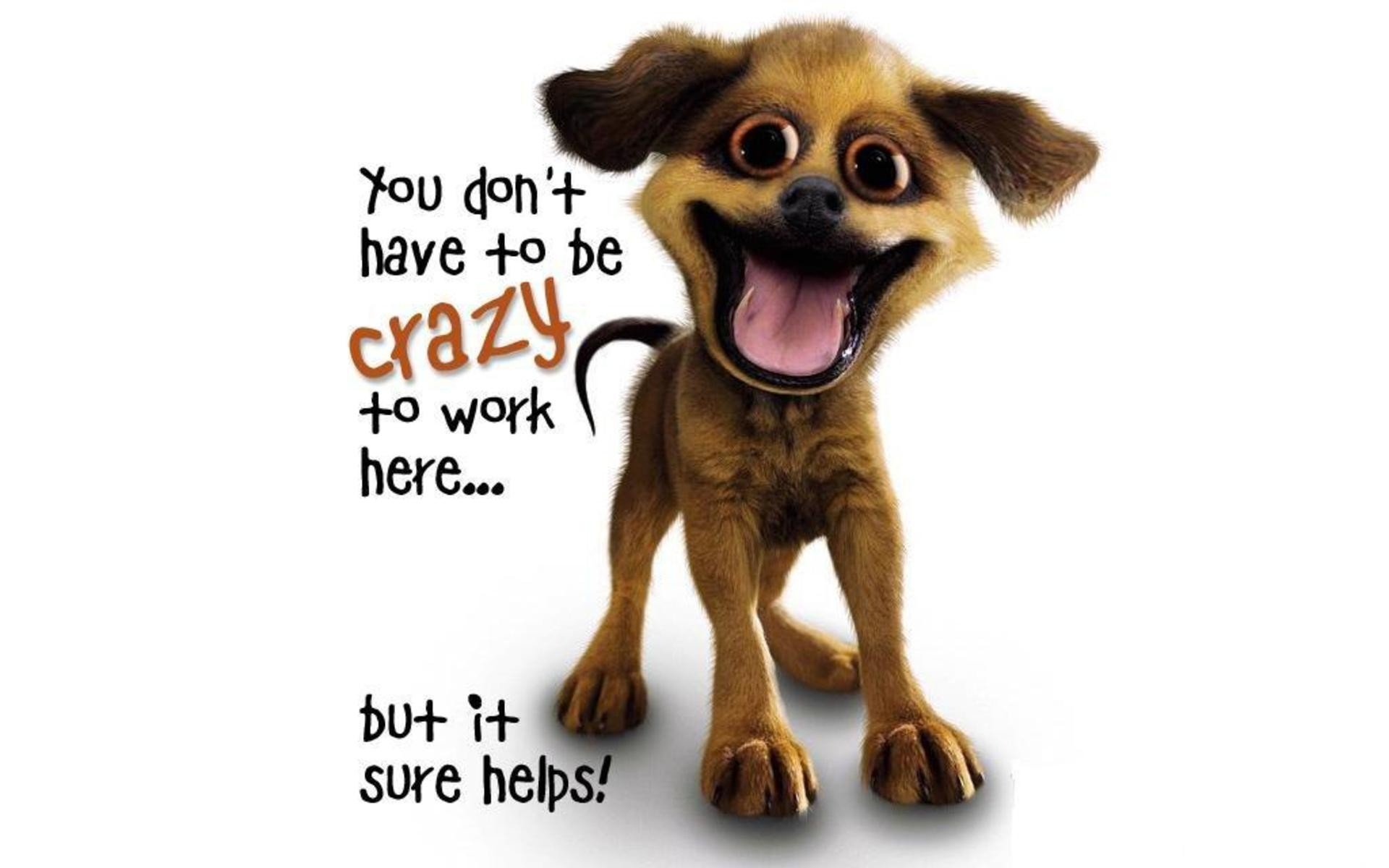 dogs, Crazy, Slogan Wallpaper