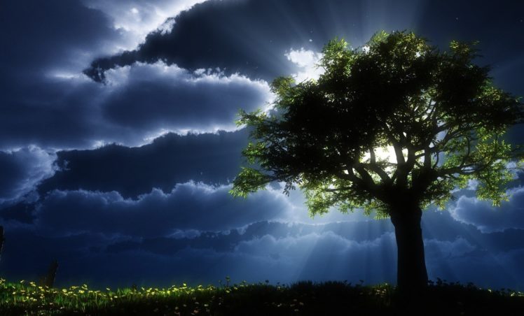 tree, Clouds, Grass, Light, Evening HD Wallpaper Desktop Background
