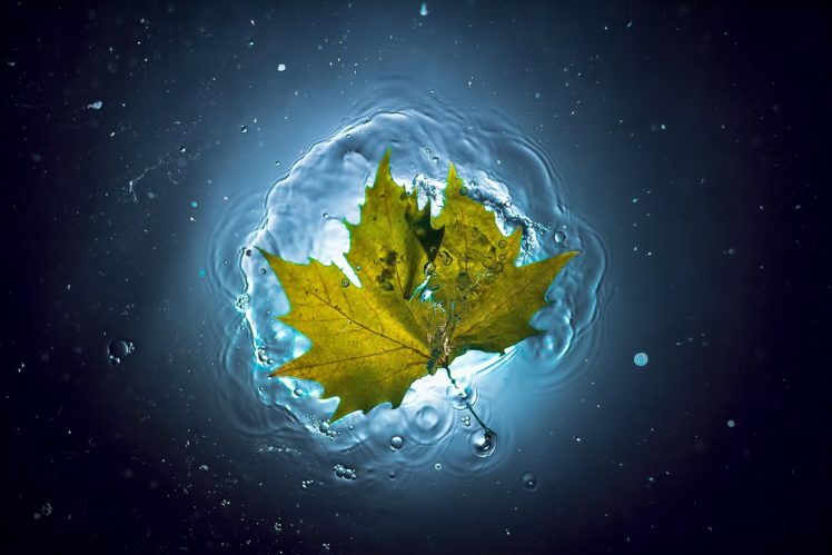 water, Leaf, Summer, Autumn, Bubbles, Glow HD Wallpaper Desktop Background