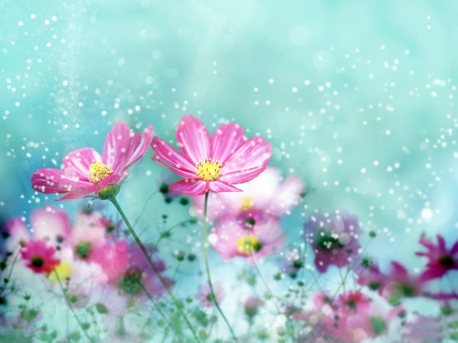 flowers Wallpaper