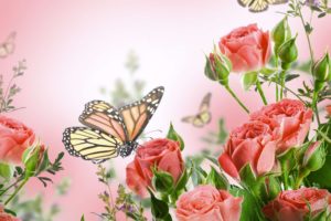 flowers, Butterflies, Butterfly, Soft, Bokeh, J