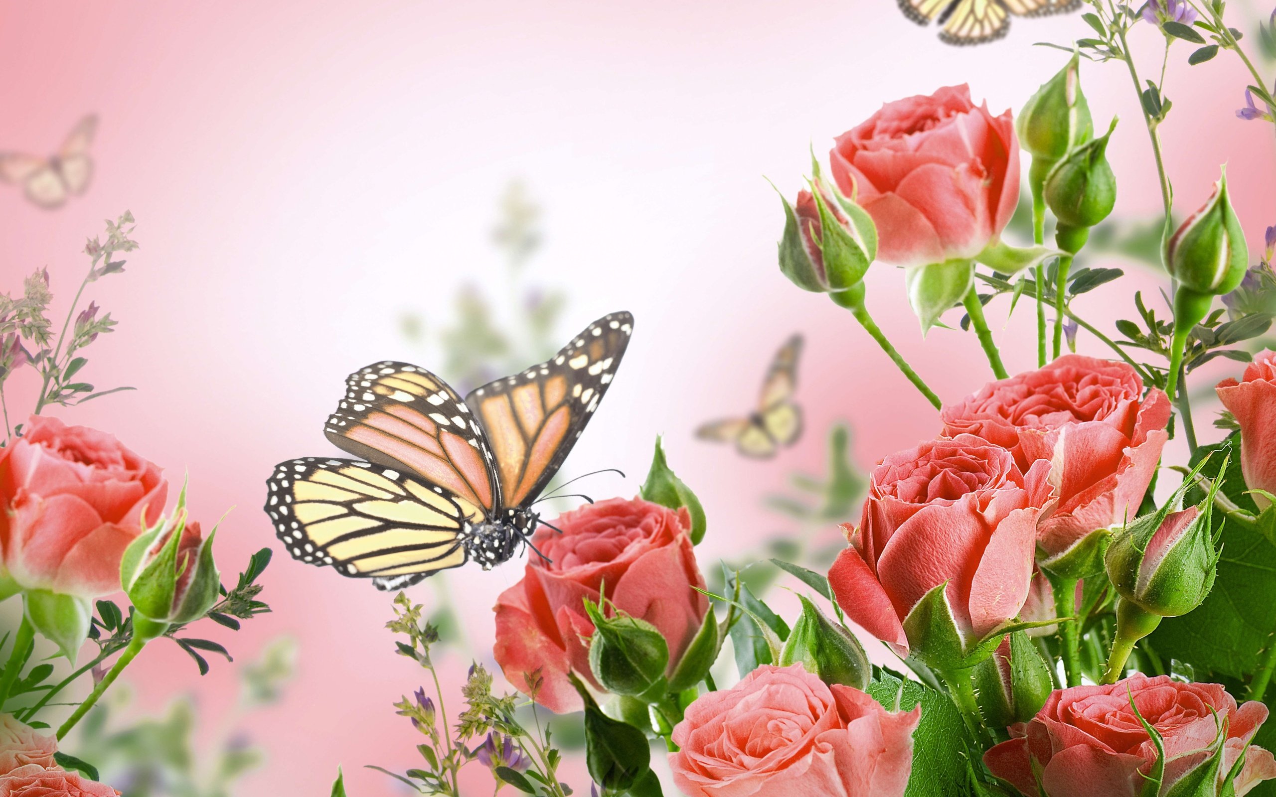 flowers, Butterflies, Butterfly, Soft, Bokeh, J Wallpaper