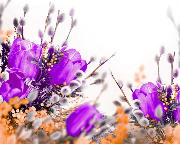 petals, Tulips, Violet, Flowers HD Wallpaper Desktop Background