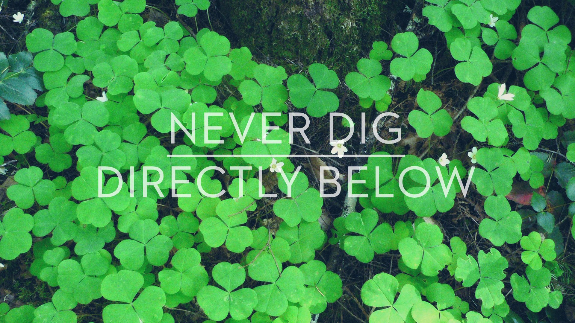 green, Shamrock, Clover Wallpaper