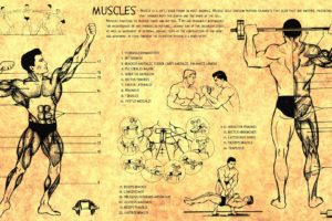 anatomy, Human, Muscles, Bodybuilding, Scheme, Training, Body, Health