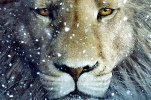 snow, Animals, Fantasy, Art, Lions, Chronicles, Of, Narnia