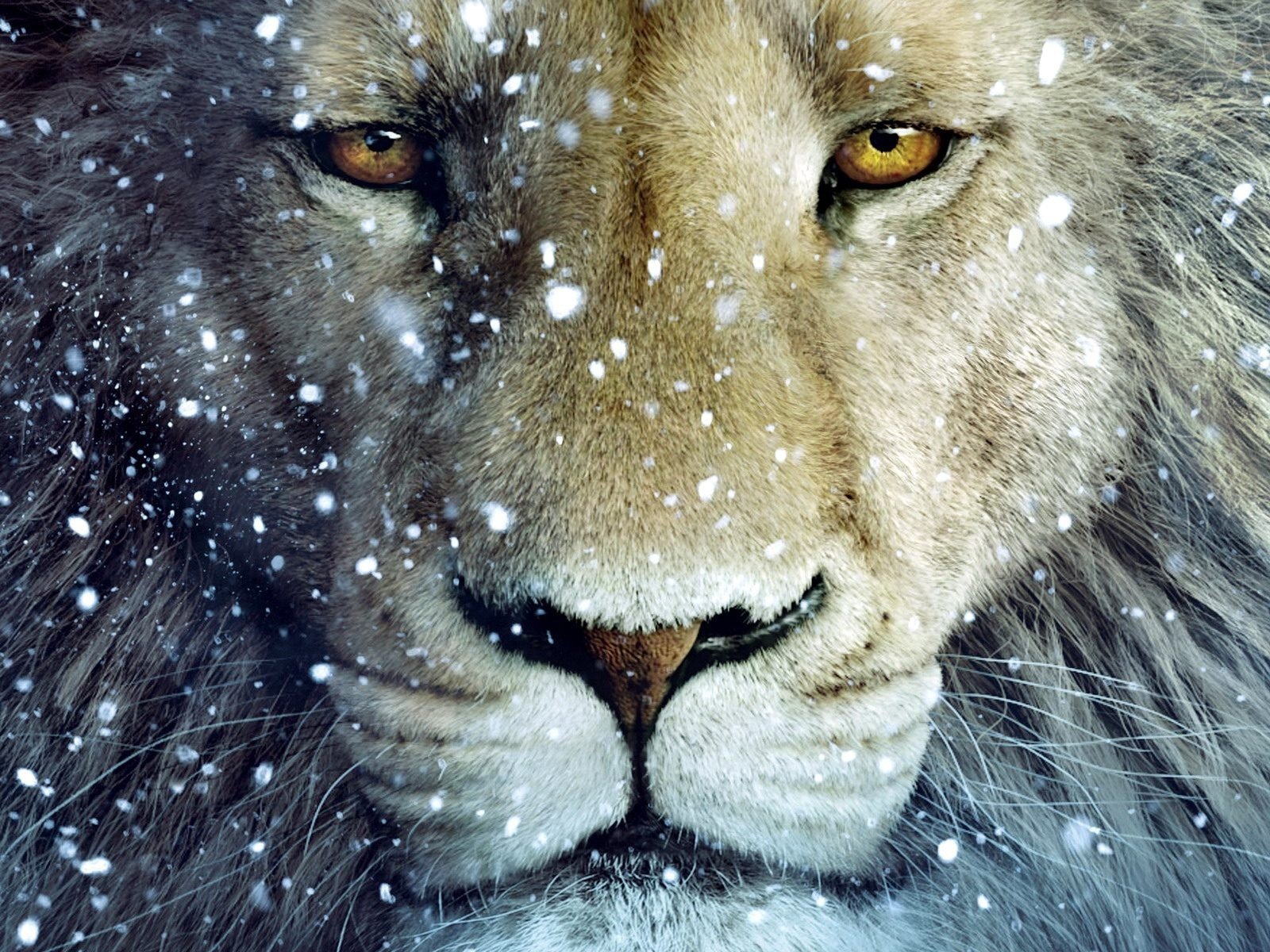 snow, Animals, Fantasy, Art, Lions, Chronicles, Of, Narnia Wallpaper