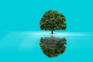 tree, Reflection, Blue, Background, Nature