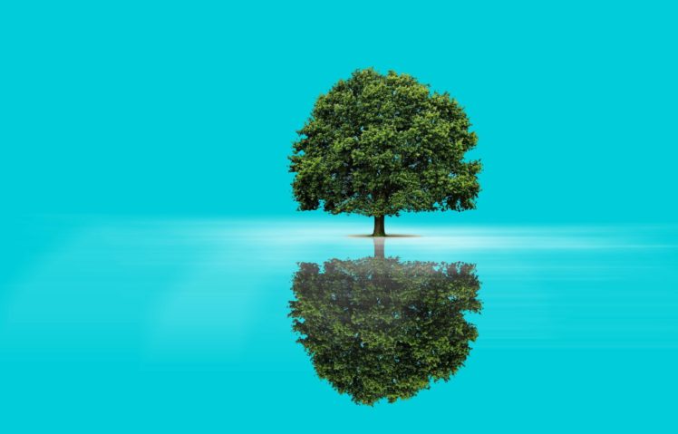 tree, Reflection, Blue, Background, Nature HD Wallpaper Desktop Background