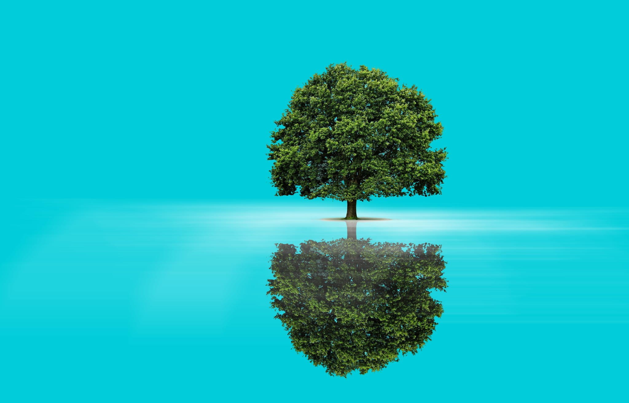 tree, Reflection, Blue, Background, Nature Wallpaper