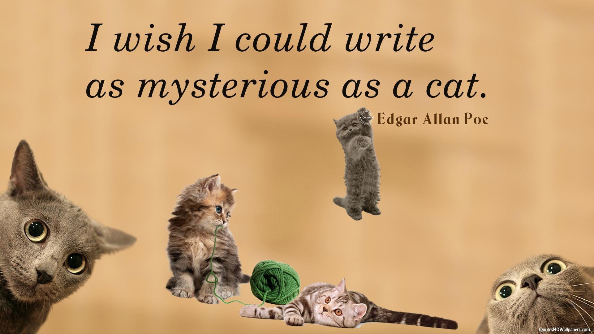 cat, Meme, Quote, Funny, Humor, Grumpy,  100 Wallpaper