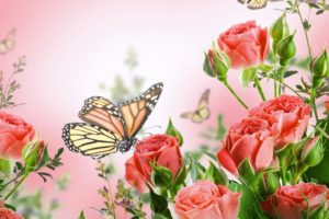 flowers, Background, Butterfly, Y