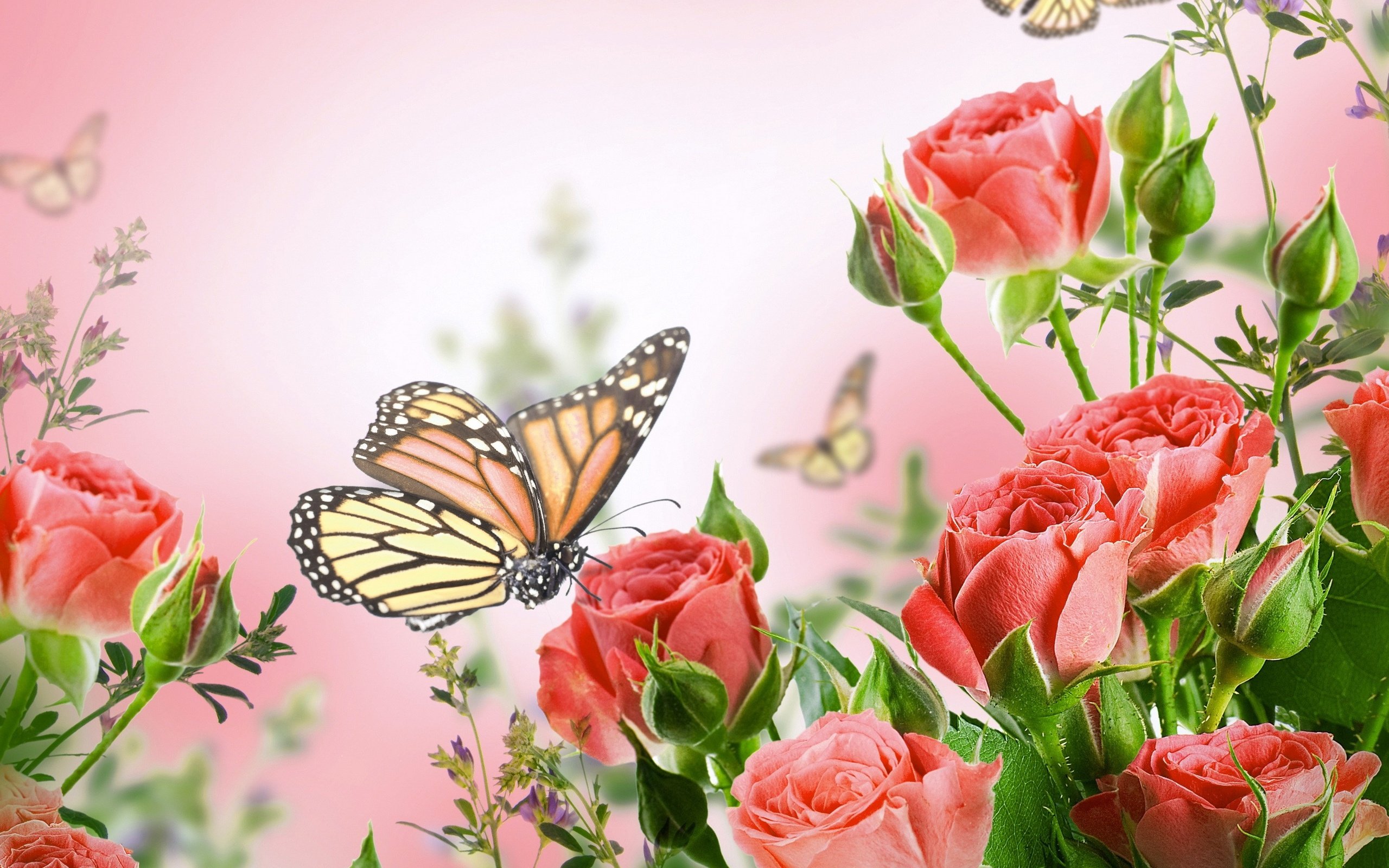 flowers, Background, Butterfly, Y Wallpaper