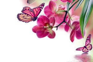flowers, Background, Butterfly, Bokeh, J
