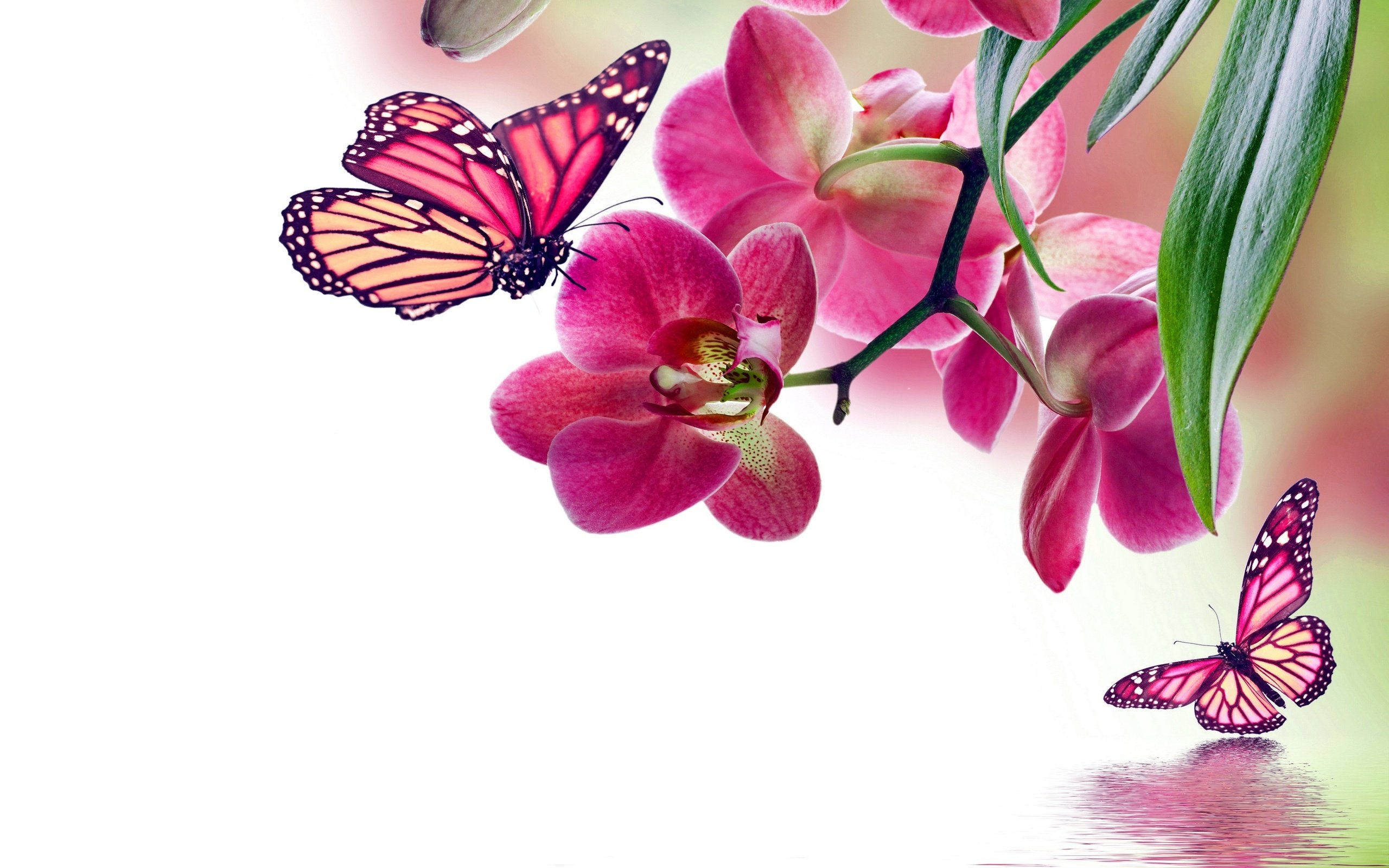 flowers, Background, Butterfly, Bokeh, J Wallpaper