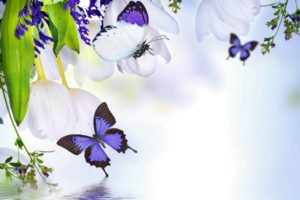 flowers, Background, Butterfly, U