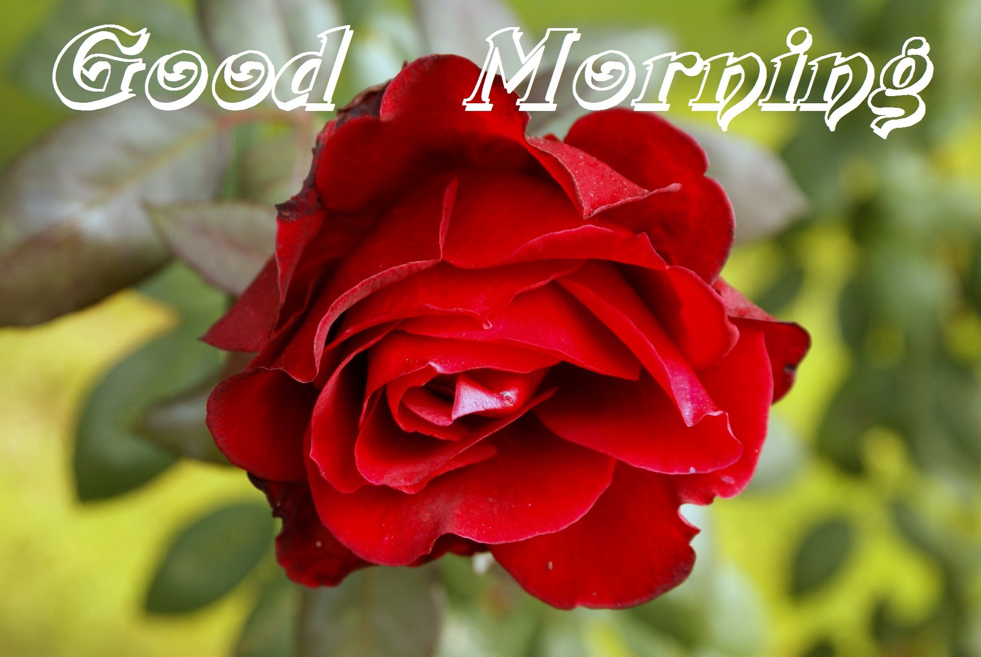 good, Morning, Greetings, Motivational, Mood Wallpaper