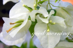 good, Morning, Greetings, Motivational, Mood