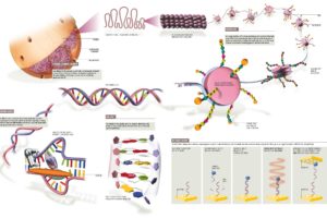 dna, 3 d, Structure, Molecule, Pattern, Abstraction, Genetic, Psychedelic