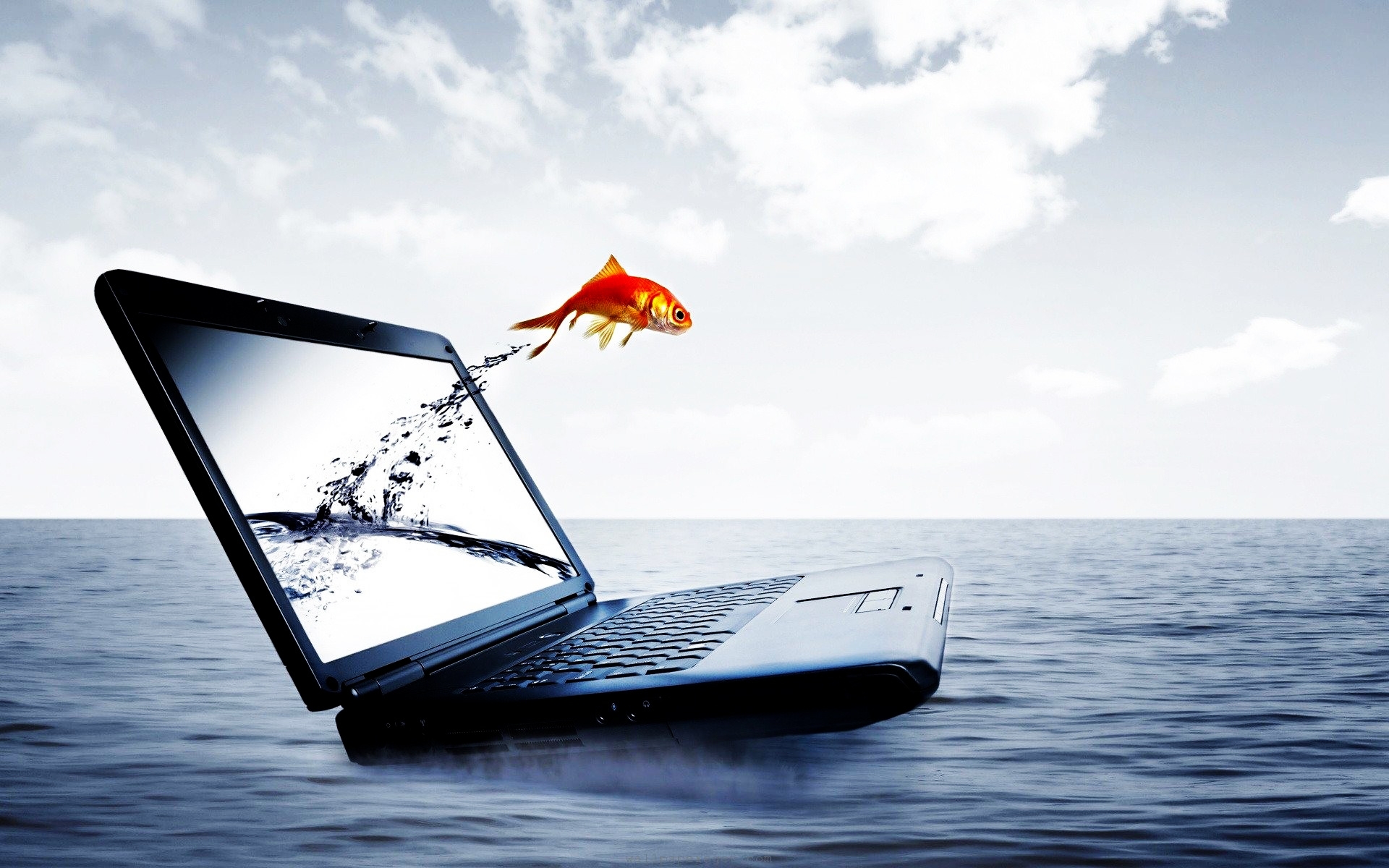 fish, Jump, From, Notebook Wallpaper