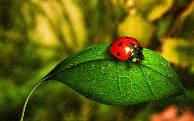 ladybug HD Wallpaper Desktop Background