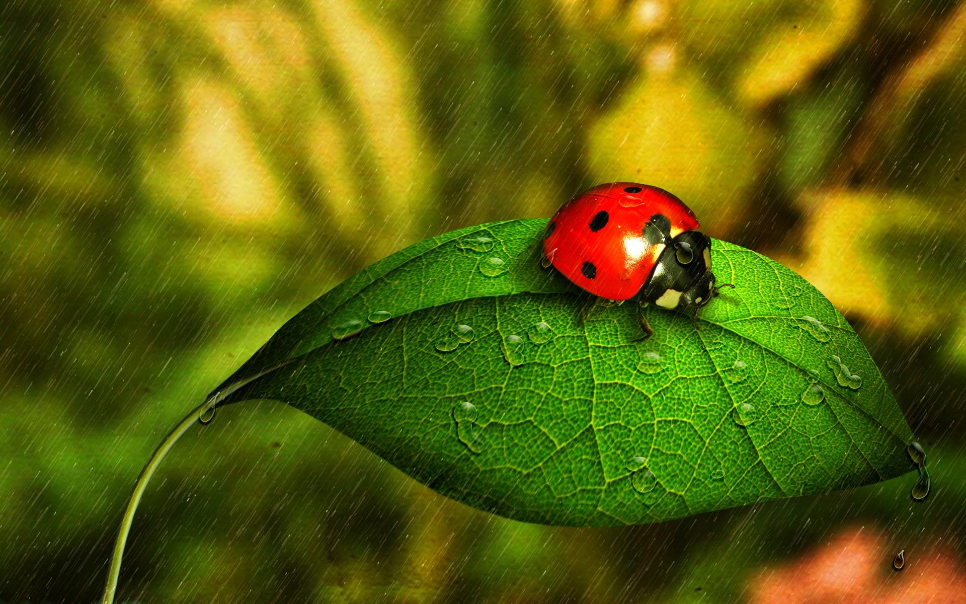 ladybug Wallpaper