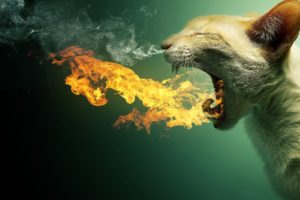 cat, In, Fire