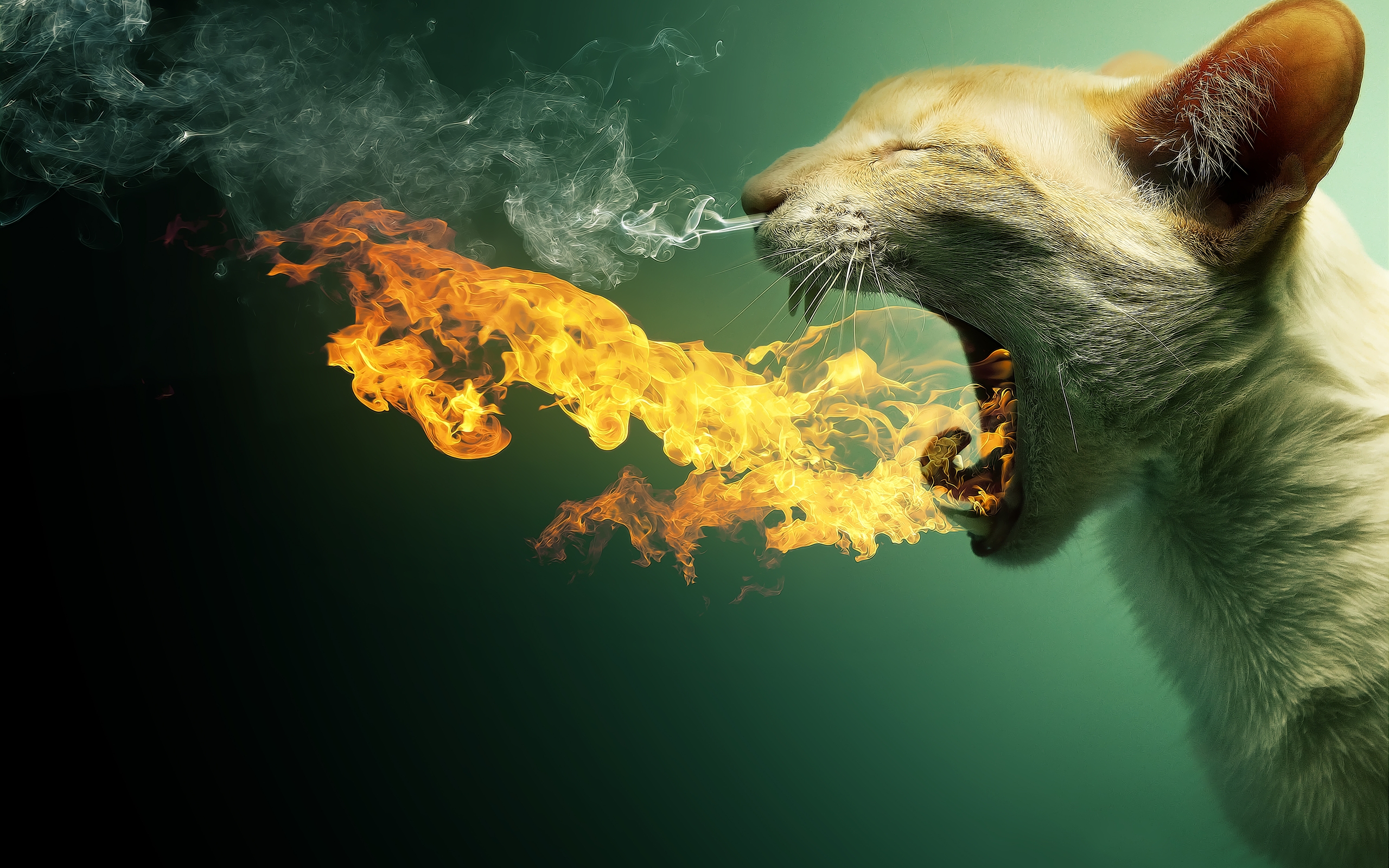 cat-in-fire-wallpapers-hd-desktop-and-mobile-backgrounds