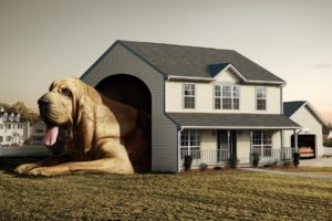 dog, Real, House