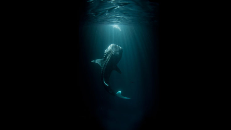 fish, Giant, Underwater, Ocean, Black, Shark HD Wallpaper Desktop Background