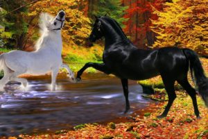 horses, Black, Playfulness, Couple, River, White, Two, Autumn, Stallion