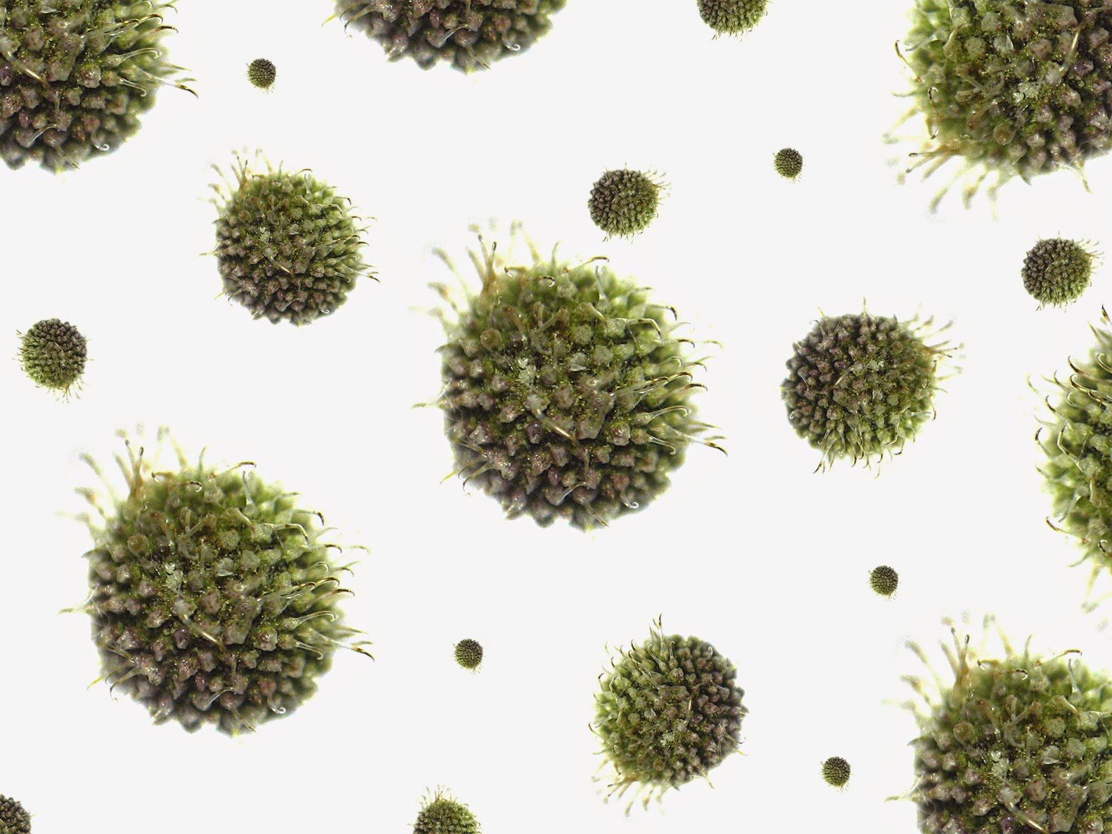 flu, Virus, Medical, Disease Wallpaper