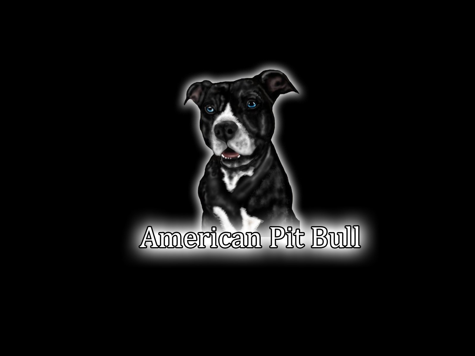 american, Pit, Bull, Terrier, Dog Wallpaper