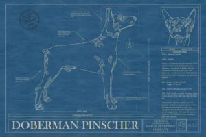 doberman, Pinscher, Dog, Dogs