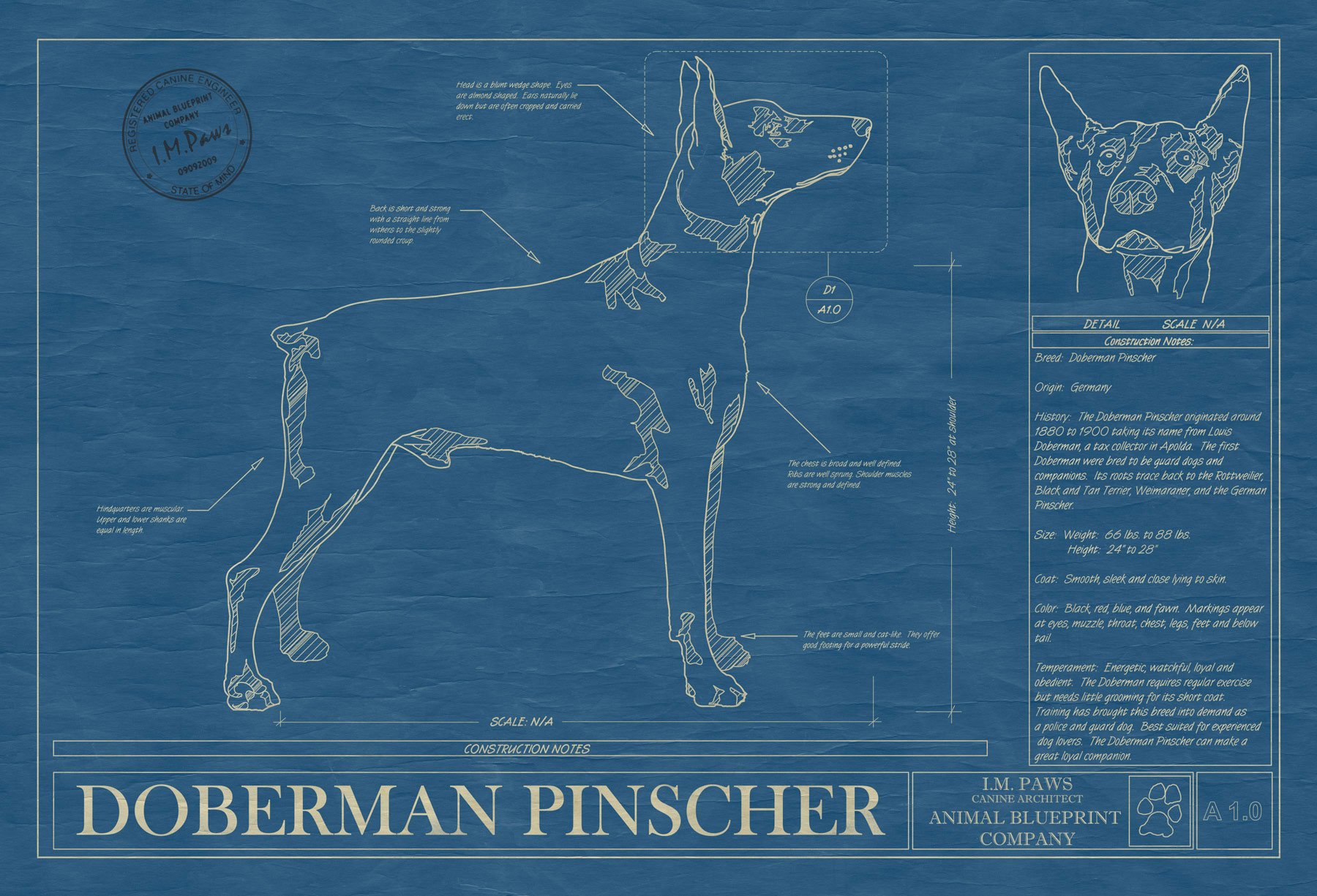 doberman, Pinscher, Dog, Dogs Wallpaper