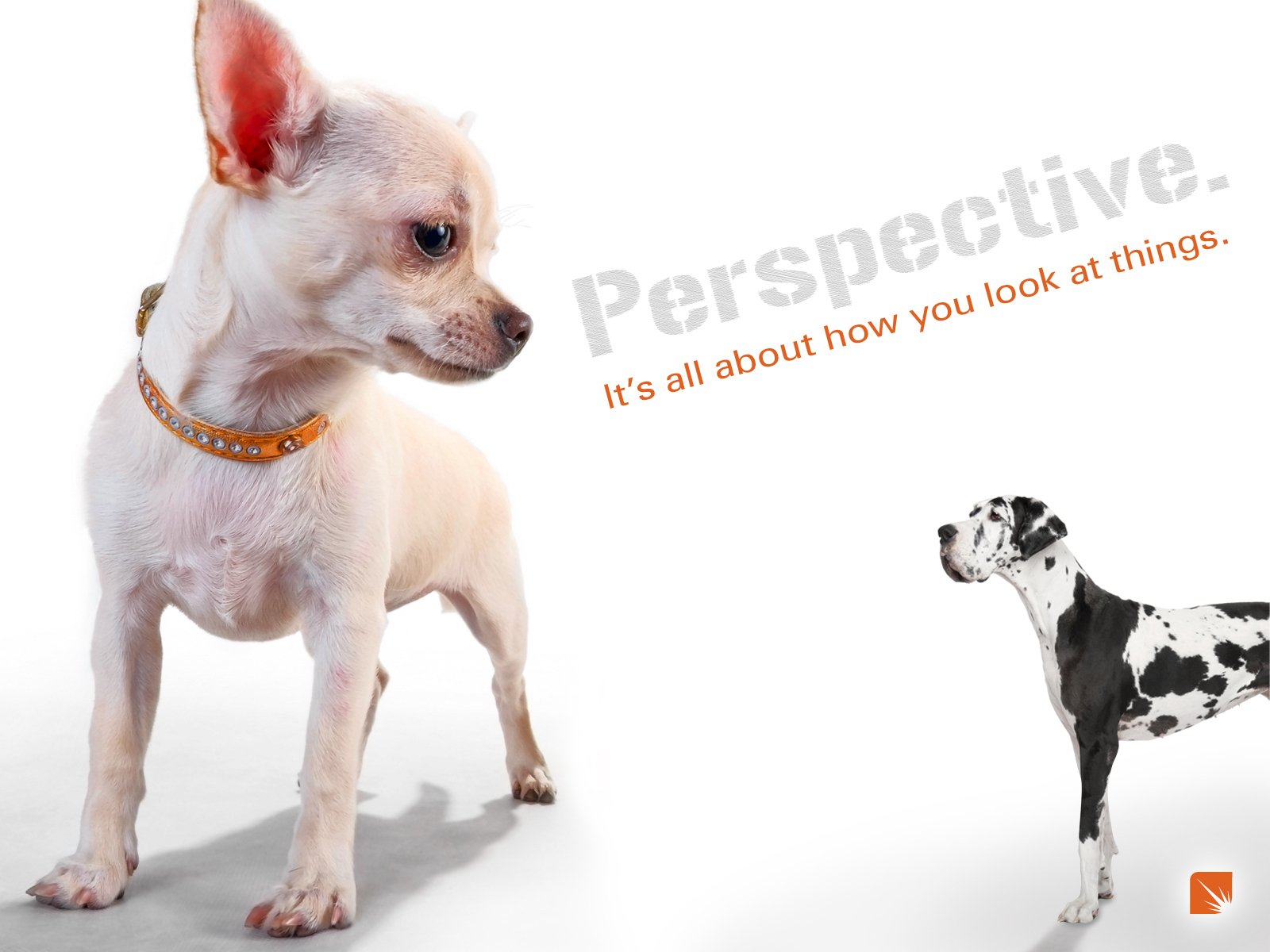 great, Dane, Dog, Dogs Wallpaper