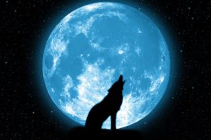 wolf, Howling, Stars, Beautiful, Silhouette, Space, Sky