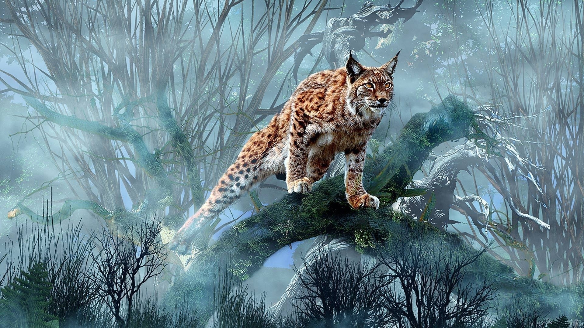 animals, Lynx Wallpaper