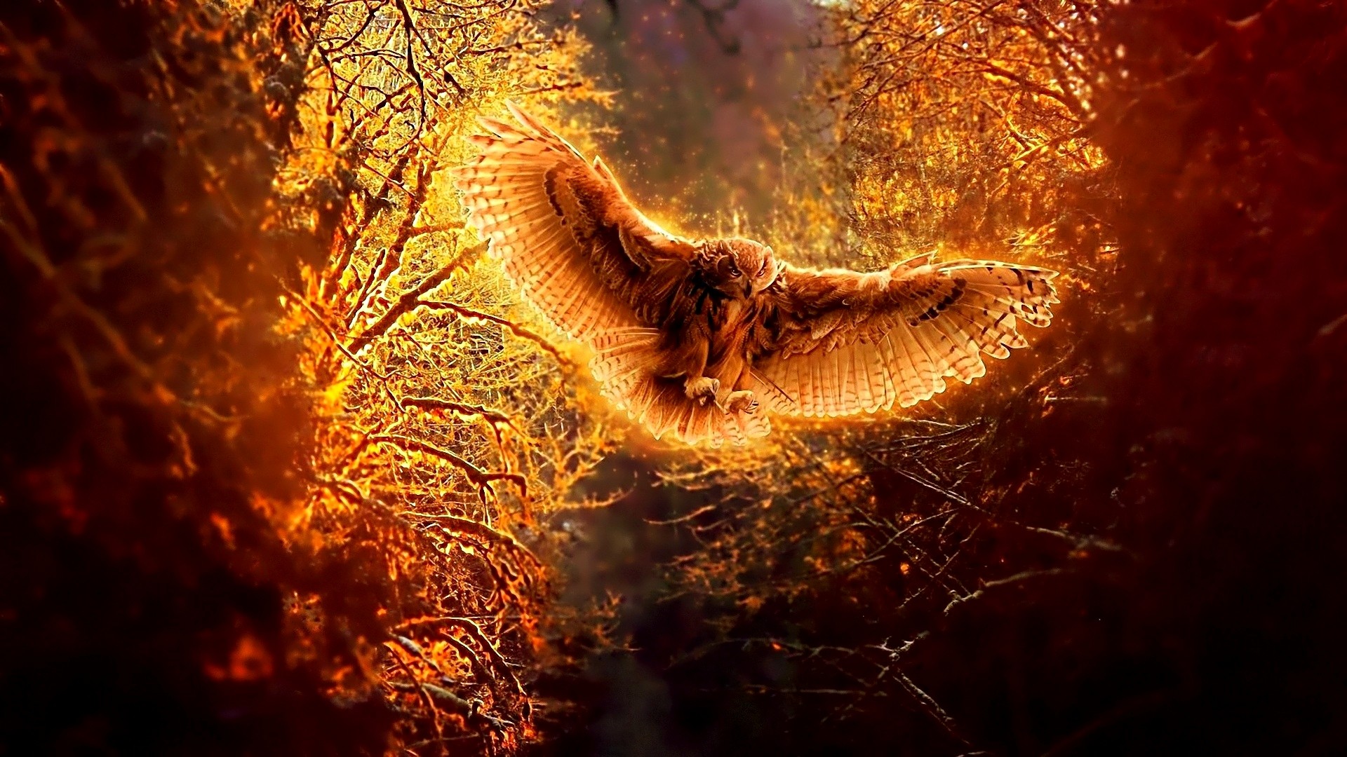 wings, Trees, Forest, Owls Wallpaper