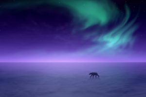 aurora, Borealis, Alaska, Snow, Landscapes, Polar, Bears