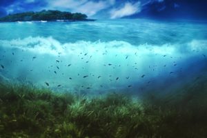 fish, Islands, Underwater, Seaweed, Split view